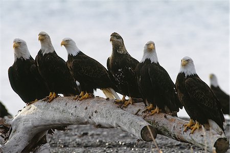 A gathering of Eagles